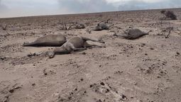 La cruda realidad de los animales que no lograr escapar del fuego.&nbsp;