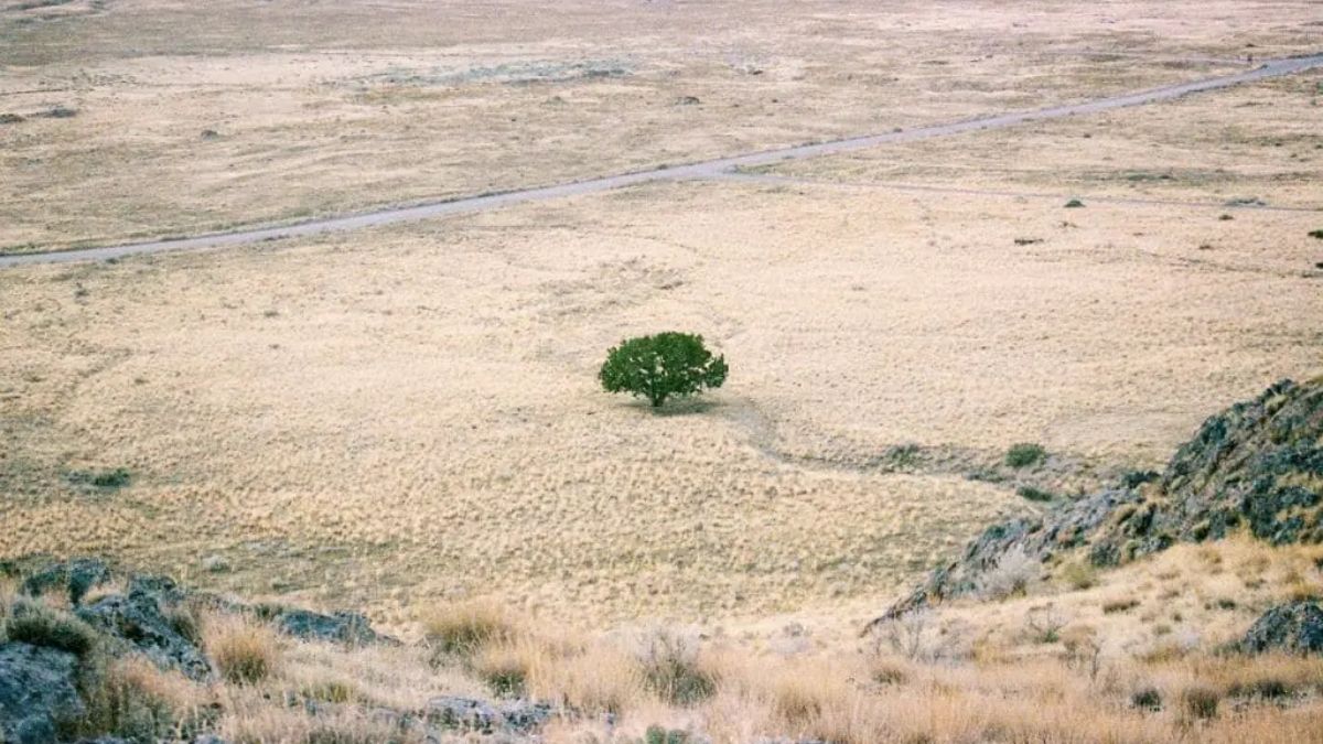 Actualmente España está en proceso de desertificación, según la ONU. (foto: depositphotos)
