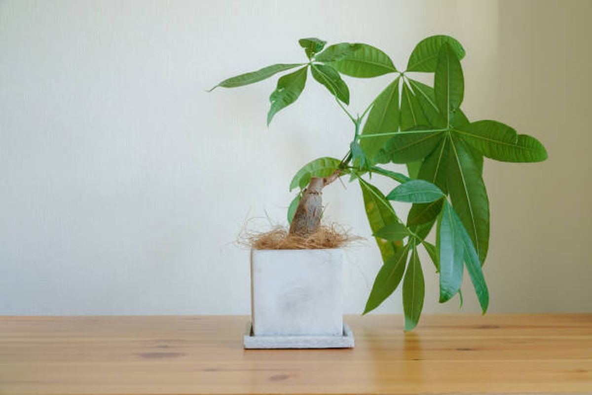 Pachira, la planta que llega para destronar al árbol de jade. Pachira, la planta que llega para destronar al árbol de jade.