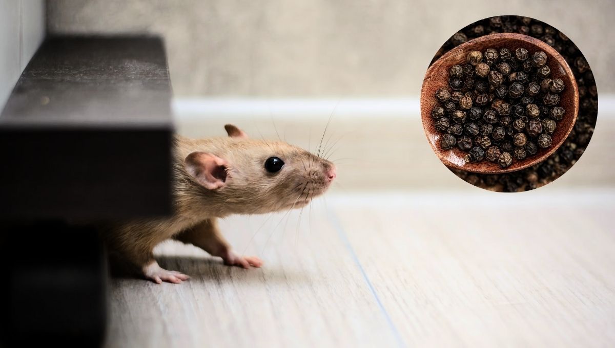 Cómo ahuyentar a las ratas de casa usando un poco de pimienta: repelente casero y efectivo