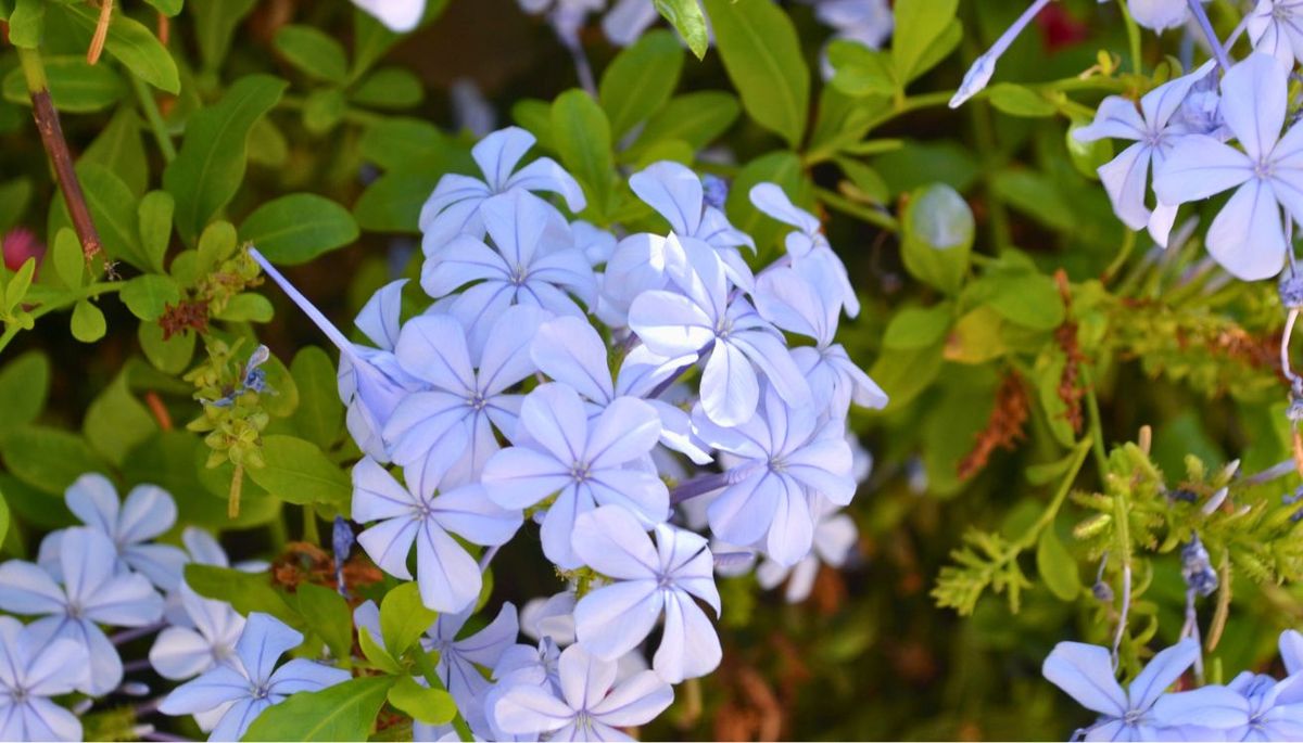 El jazmín del cielo, también conocido como jazmín azul, jazmín del cabo, jazmín celeste o celestinas. El jazmín del cielo, también conocido como jazmín azul, jazmín del cabo, jazmín celeste o celestinas.