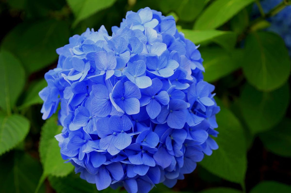 Las hortensias prefieren las mañanas soleadas y las tardes nubladas. Imagen de Pexels.