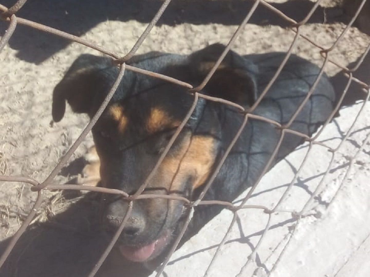 Gordo es uno de los perros de Ricardo Ganum, quien debió mudarse de la finca tras el ataque a un niño en Rivadavia.