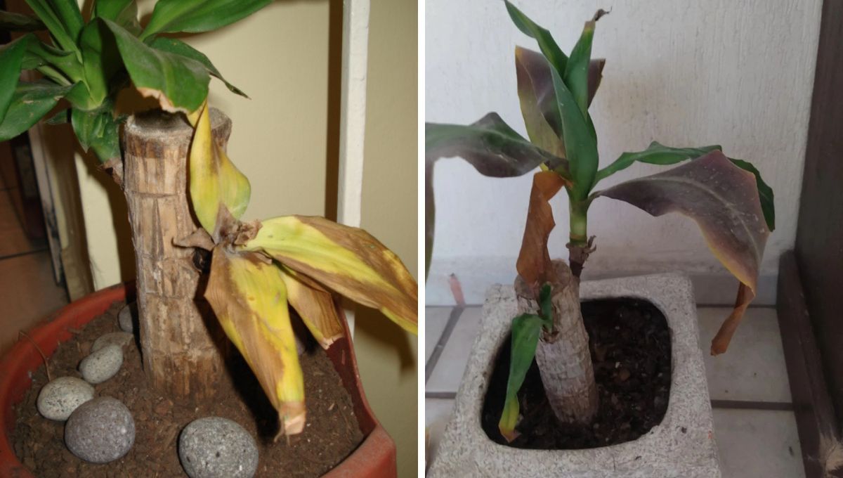 Si las hojas del palo de Brasil están amarillas, les falta agua. Si las hojas del palo de Brasil están amarillas, les falta agua.