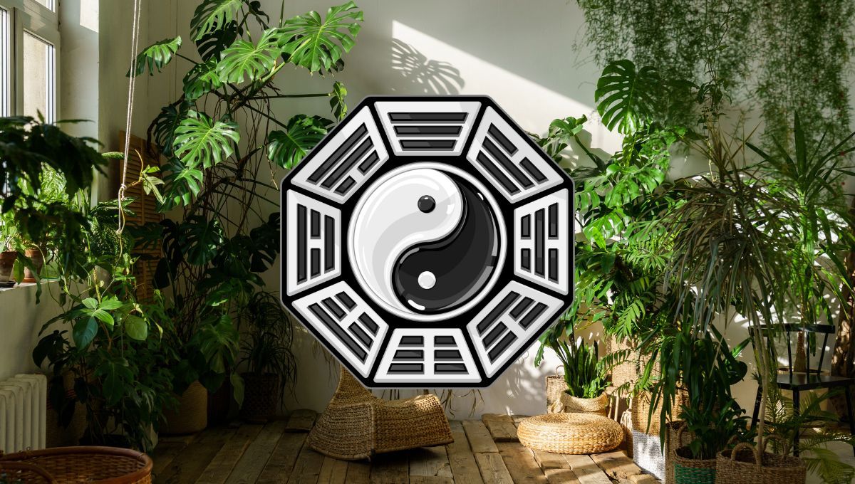 Por qué no hay que tener muchas plantas en la casa