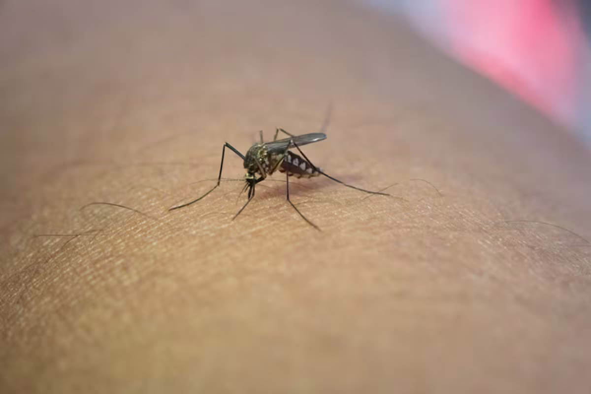 Los mosquitos van a tu habitación atraídos por múltiples factores. Los mosquitos van a tu habitación atraídos por múltiples factores. 