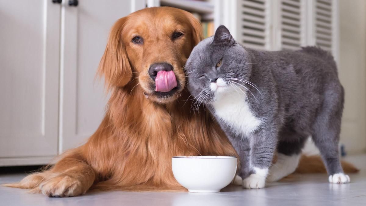 El veterinario suele derivar a perros y gatos al zoopsiquiatra cuando ve en ellos conductas agresivas o cambios en su comportamiento. El veterinario suele derivar a perros y gatos al zoopsiquiatra cuando ve en ellos conductas agresivas o cambios en su comportamiento.