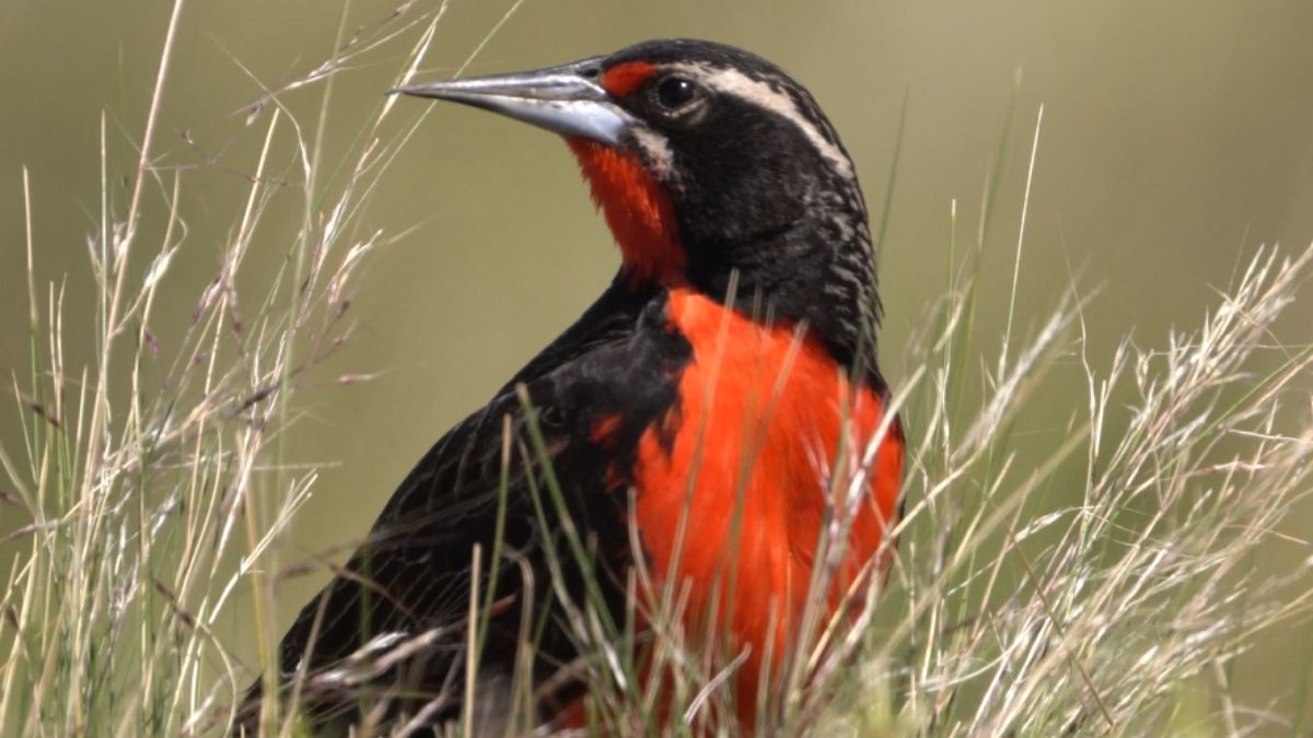 (Foto: Aves Argentinas) (Foto: Aves Argentinas)