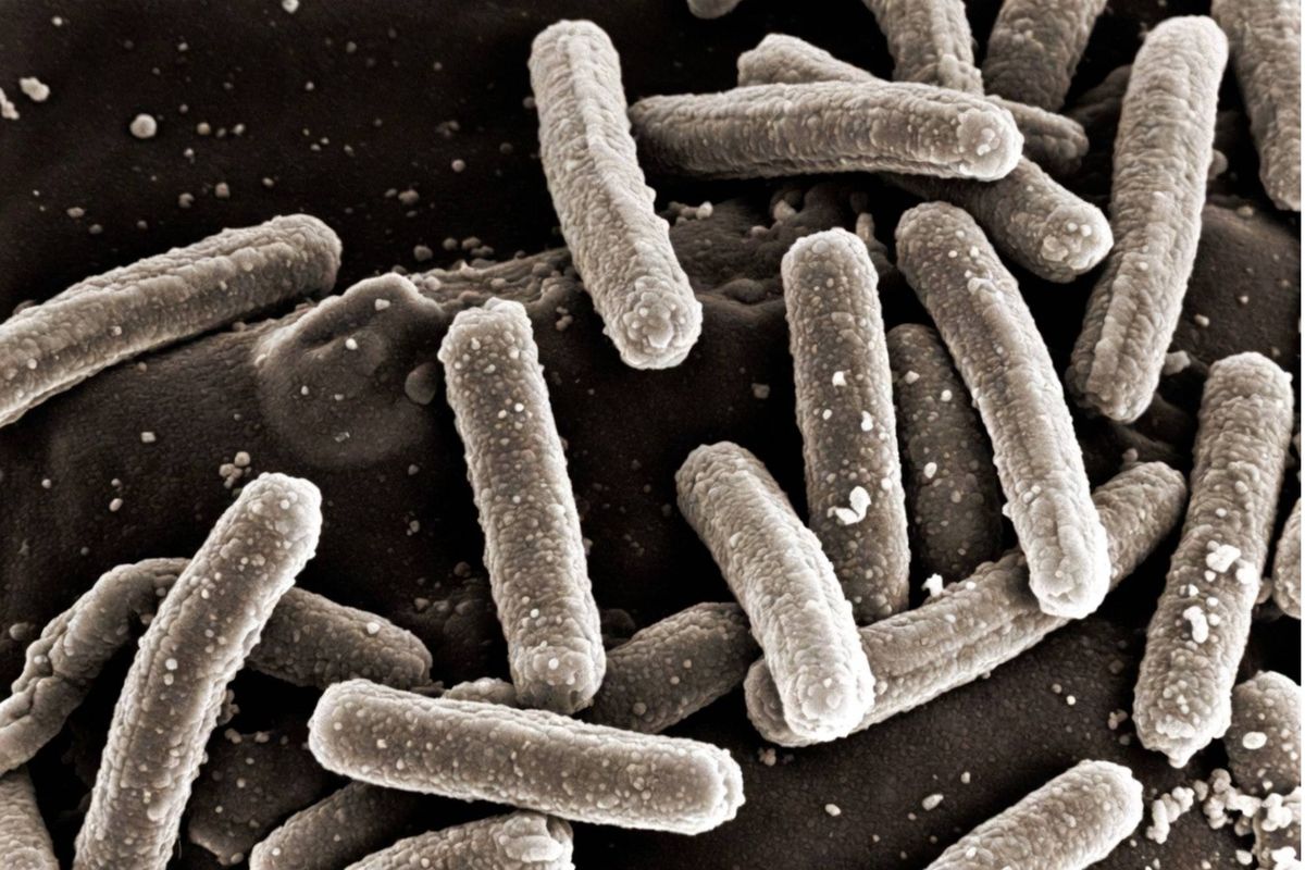 La bacteria Roseburia Inulinivorans &ldquo;emerge como un modulador espec&iacute;fico de la fuerza muscular, vinculando la microbiota intestinal con el metabolismo y la funci&oacute;n del m&uacute;sculo&rdquo;, seg&uacute;n los cientificos.