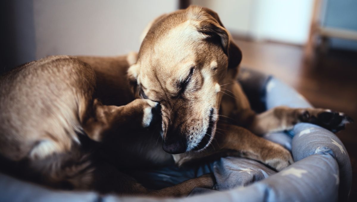 Las pulgas y garrapatas pueden afectar a tu perro en invierno