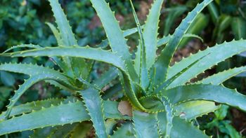 Si tenés una planta de aloe vera en tu casa, te contamos qué significa y qué beneficios trae a tu hogar Si tenés una planta de aloe vera en tu casa, te contamos qué significa y qué beneficios trae a tu hogar