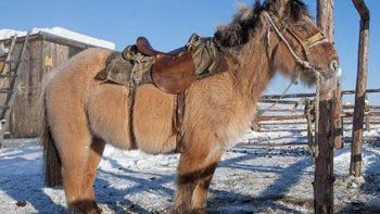 Misterio genético: el extraordinario caso del caballo de Siberia