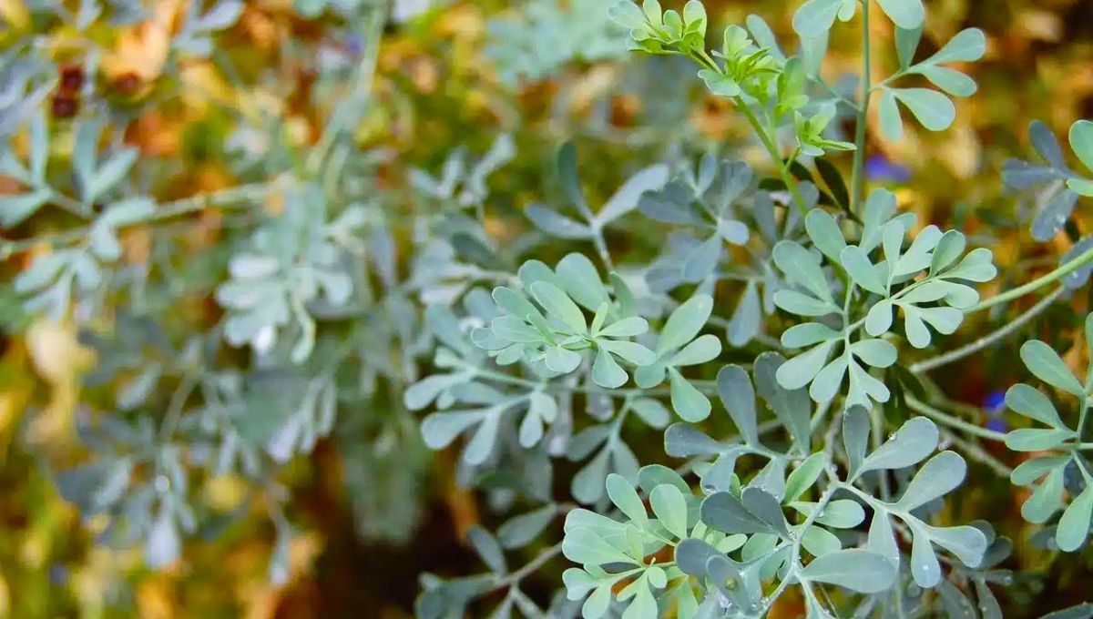 La planta de ruda es un tesoro en muchos jardines.&nbsp;