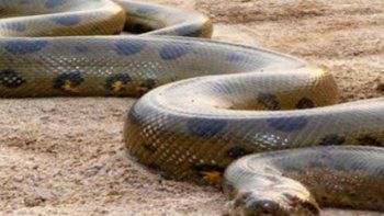 La anaconda más grande del mundo que no era tal