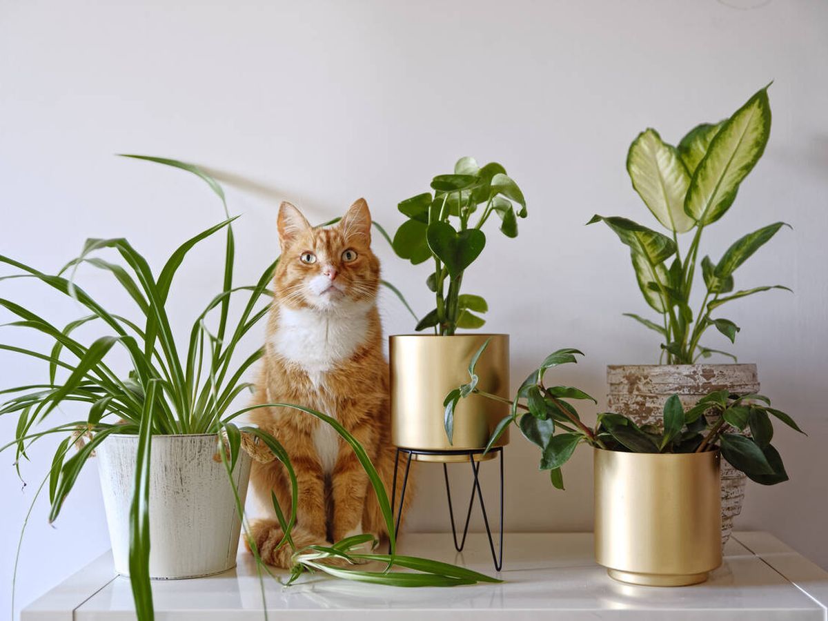 ¿Cuáles son las plantas más seguras para nuestras mascotas?