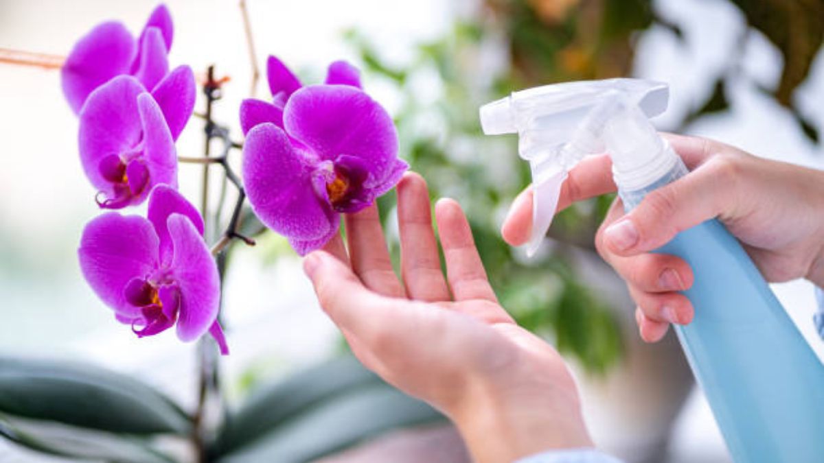 Aprende a regar tus orquídeas en septiembre.
