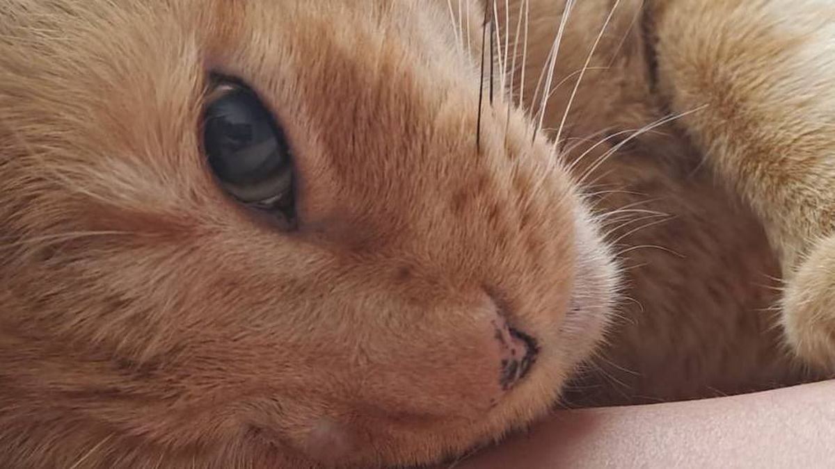 Pirata fue rescatado y adoptado por la veterinaria Sofía Romero. Vivió con ella desde 2020 hasta 2024, cuando falleció a causa de una leucemia. Pirata fue rescatado y adoptado por la veterinaria Sofía Romero. Vivió con ella desde 2020 hasta 2024, cuando falleció a causa de una leucemia.