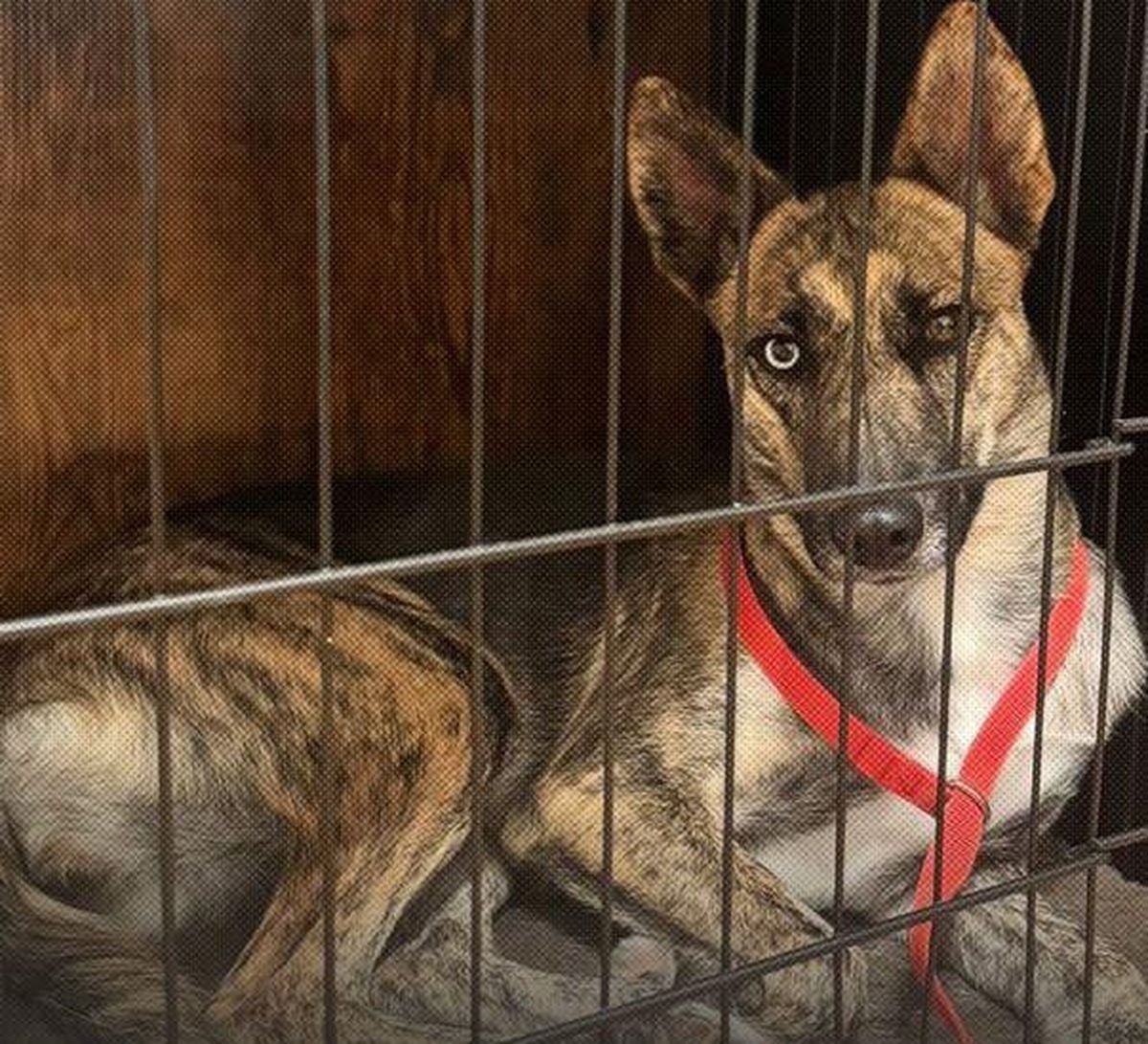 Zoey llegó a su hogar temporal en California con mucho miedo. Zoey llegó a su hogar temporal en California con mucho miedo.
