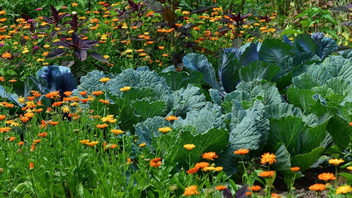 Un jardín con flores silvestres es muy bueno par el medio ambiente además de ser hermoso. Un jardín con flores silvestres es muy bueno par el medio ambiente además de ser hermoso.