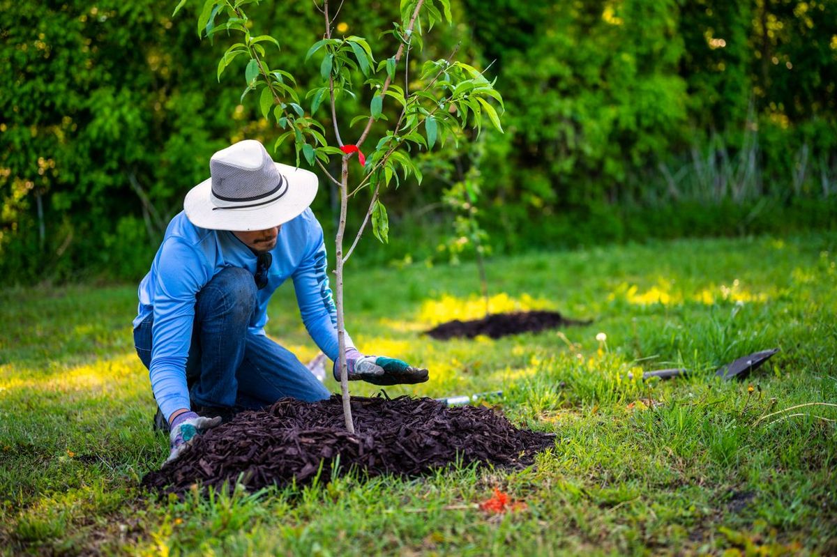 Esta técnica se puede aplicar sobre césped, plantas, árboles y más. Imagen: Pexels. Esta técnica se puede aplicar sobre césped, plantas, árboles y más. Imagen: Pexels.