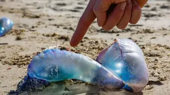 Punta del Este: hallaron una peligrosa especie marina y las autoridades piden máxima precaución Punta del Este: hallaron una peligrosa especie marina y las autoridades piden máxima precaución