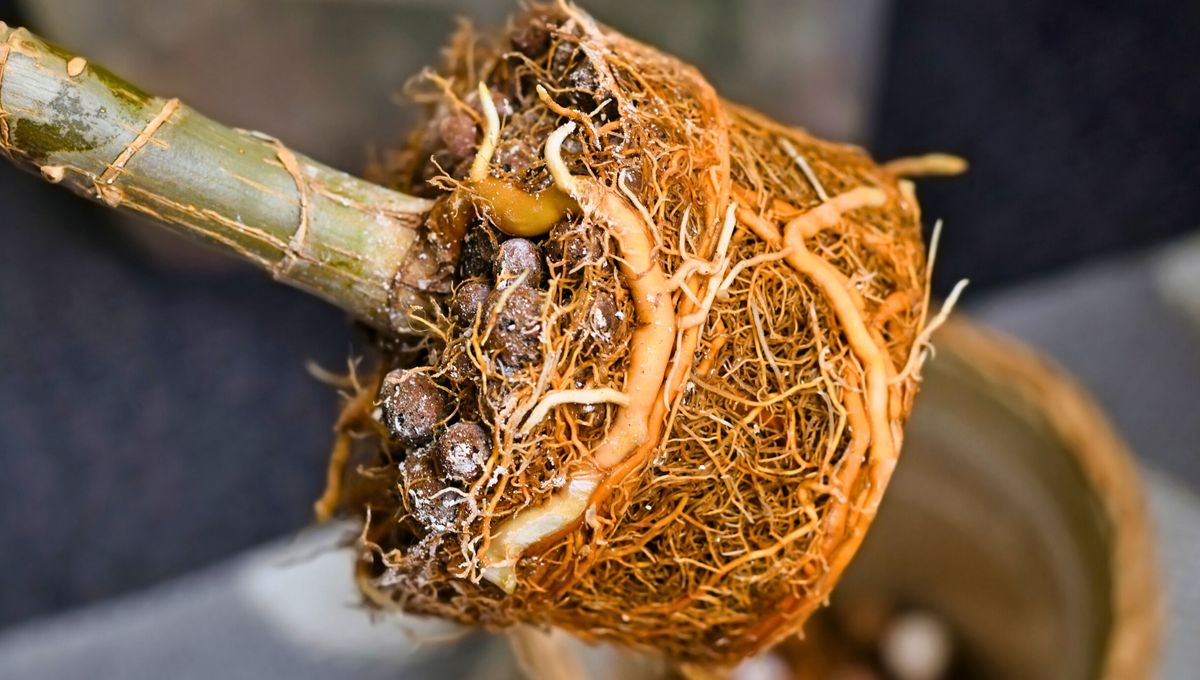 La poda permite el paso de nutrientes, el drenaje de agua y mejora el soporte de la planta