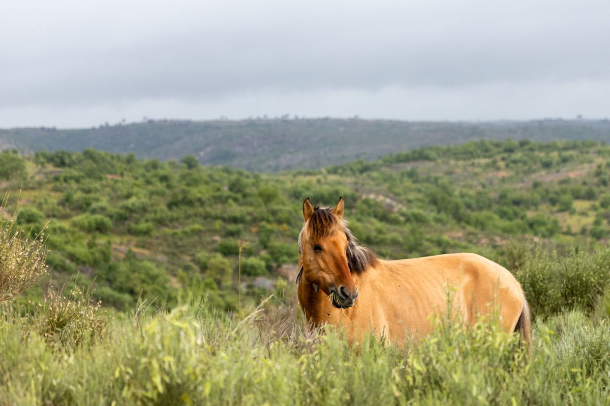 17 caballos Sorraia viven de manera semi salvaje en Rewilding Portugal. Solo entran en contacto con los humanos cuando necesitan vacunas o tienen heridas de gravedad. 17 caballos Sorraia viven de manera semi salvaje en Rewilding Portugal. Solo entran en contacto con los humanos cuando necesitan vacunas o tienen heridas de gravedad.