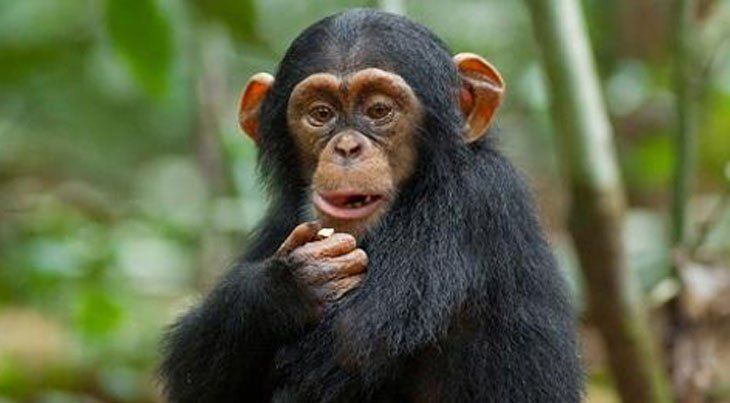 Los chimpancés también aprenden tareas de sus madres
