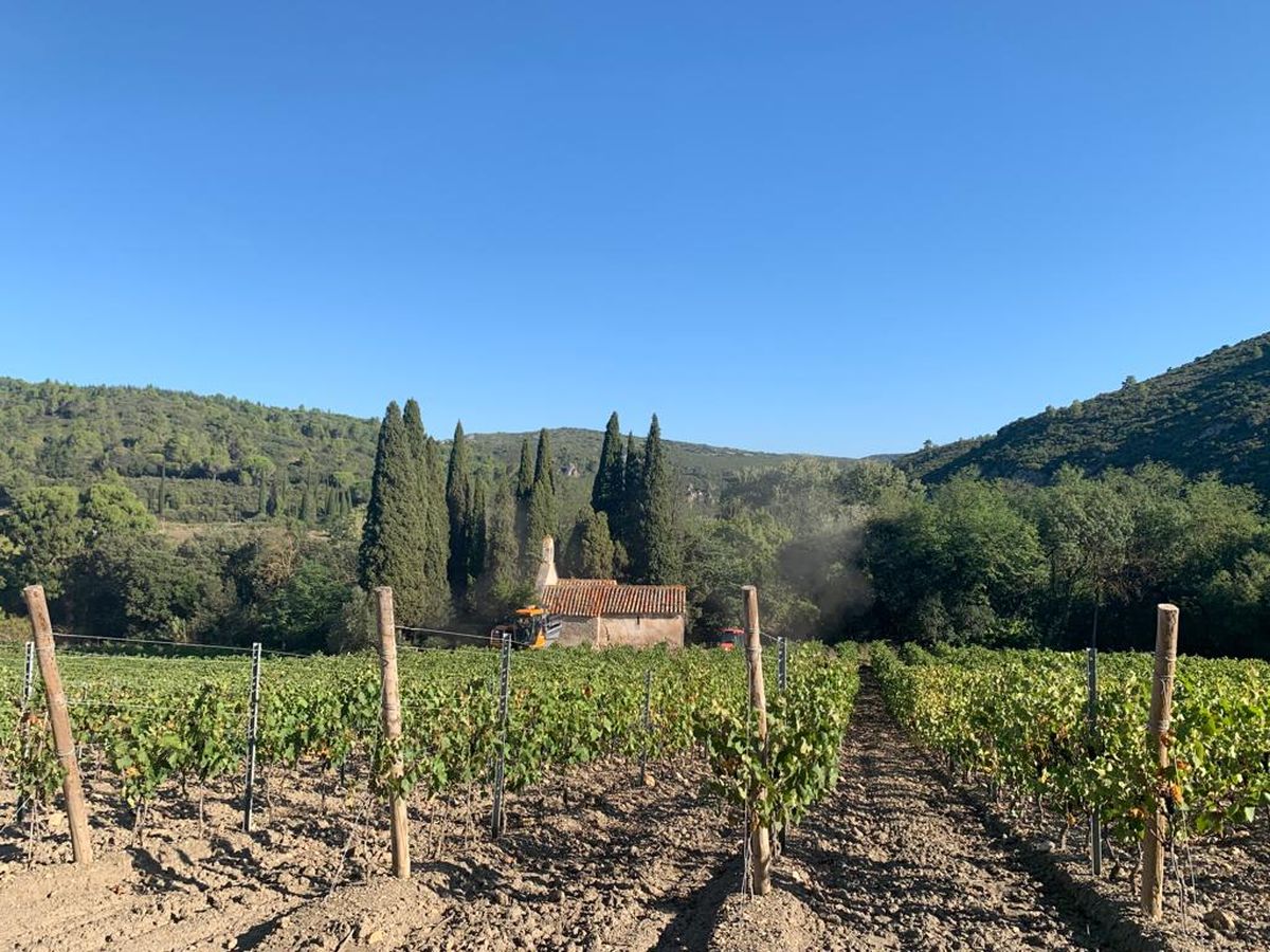 La región de Languedoc, al sur de Francia. La región de Languedoc, al sur de Francia.