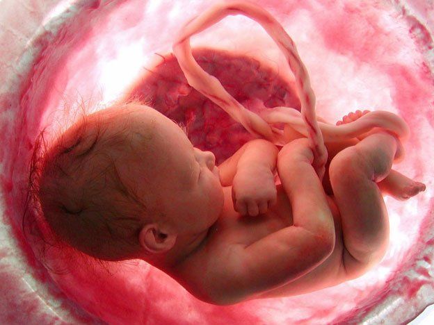 El riesgo de obesidad podría ser preprogramado desde el útero