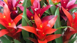 Las flores de esta planta dan vida a tu jardín.