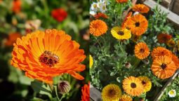 Esta encantadora planta produce flores coloridas.