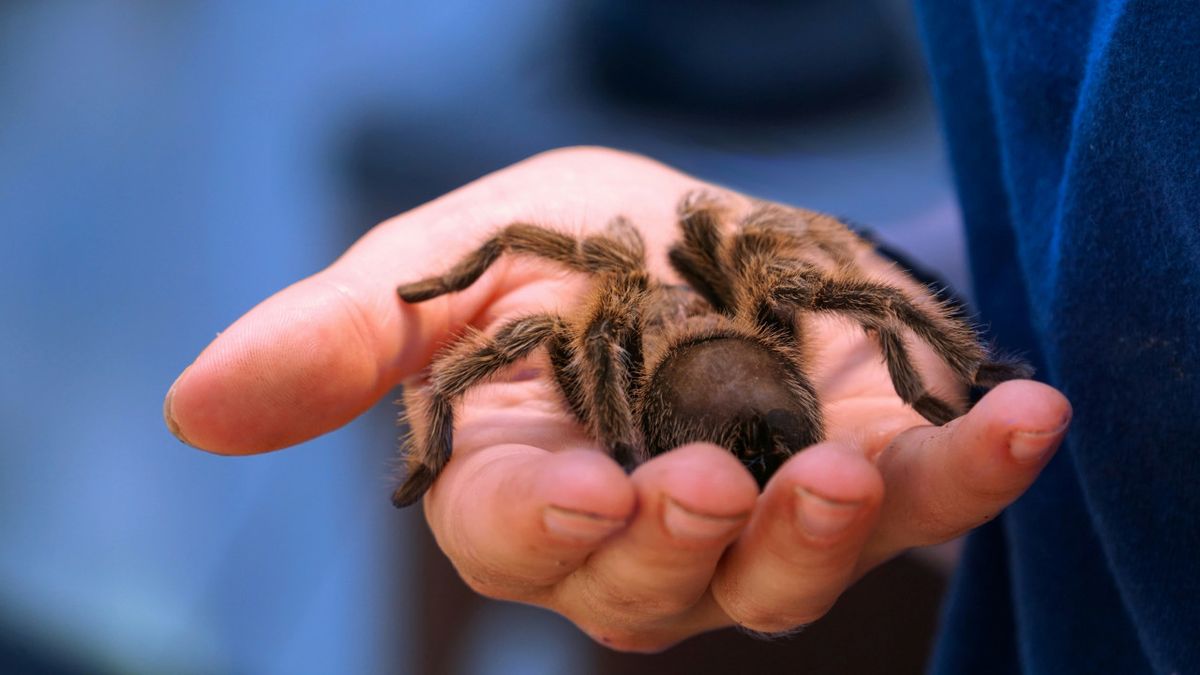 El descubrimiento de una nueva especie de araña que sorprende a los científicos El descubrimiento de una nueva especie de araña que sorprende a los científicos