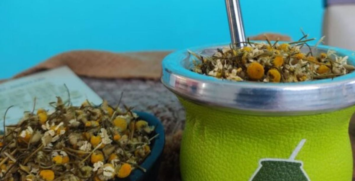 Beneficio de tomar mate con manzanilla. Beneficio de tomar mate con manzanilla.