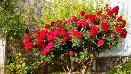 Si tenés un rosal en casa, te contamos qué significa y qué beneficios trae a tu hogar