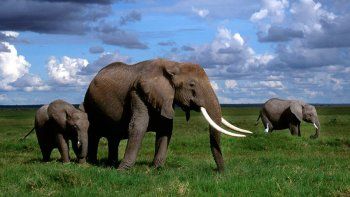 La población de elefantes africanos cayó un 30 por ciento