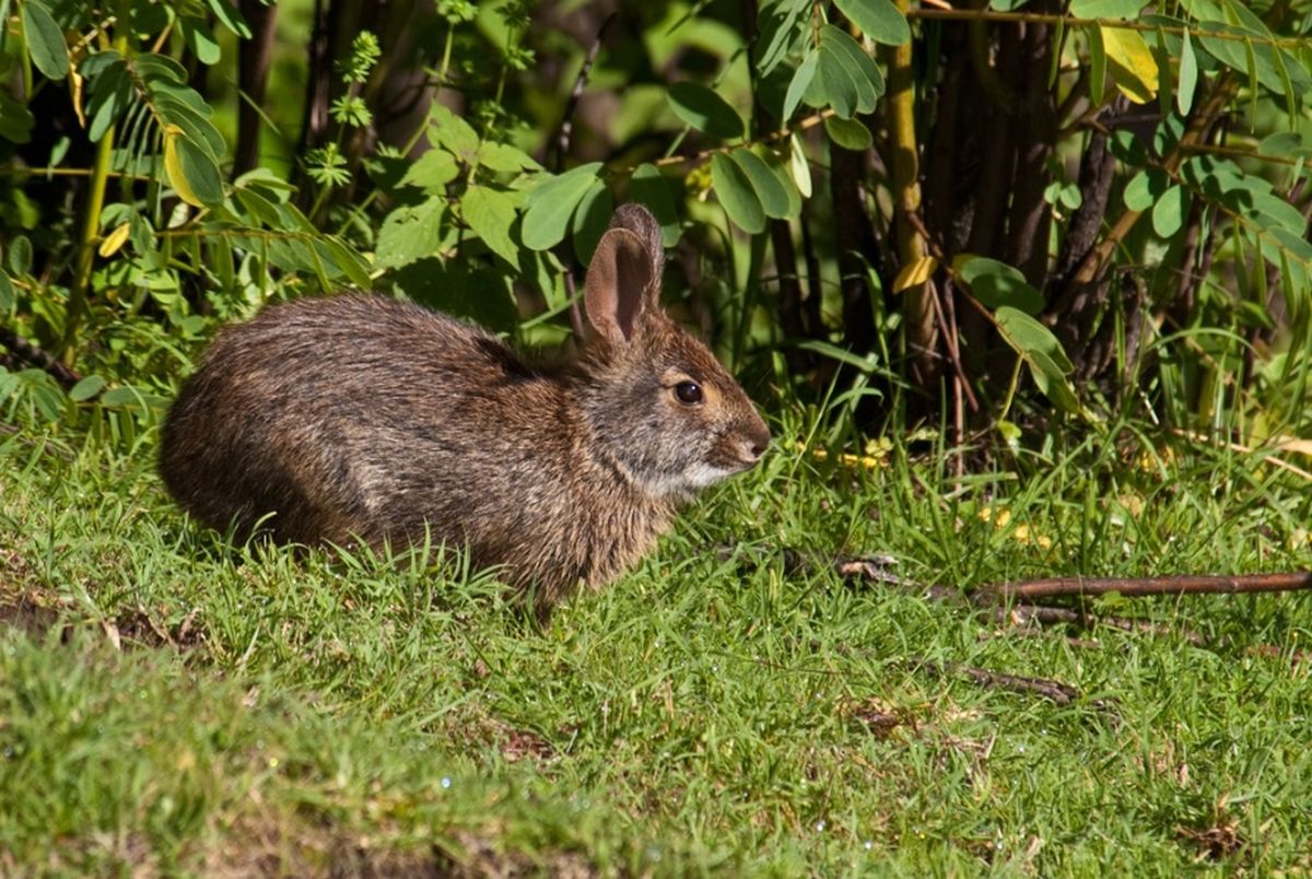 El conejo Omiltemi es una especie que no se avistaba desde hace 120 años. El conejo Omiltemi es una especie que no se avistaba desde hace 120 años.