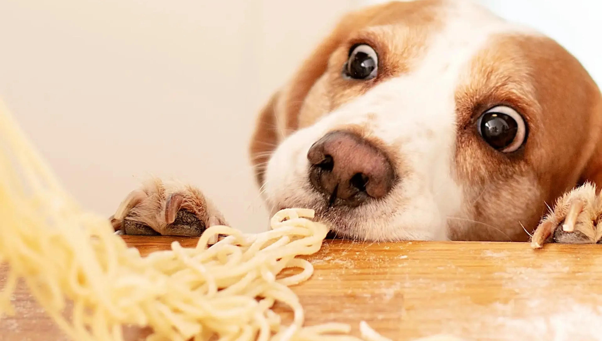 Los tres alimentos que tus perros nunca deben consumir según la ciencia veterinaria