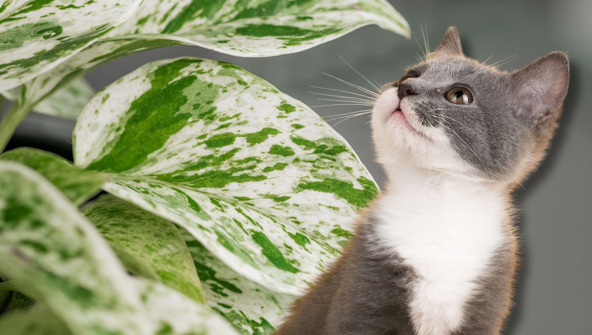 Coloca tu planta en una maceta con tierra nutritiva, agua y buena luz Coloca tu planta en una maceta con tierra nutritiva, agua y buena luz