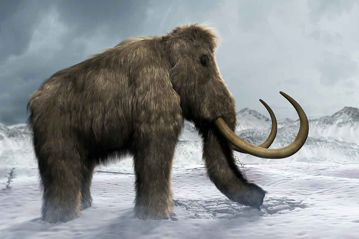 La scoperta solleva dubbi sulla causa dell’estinzione dell’enorme mammut