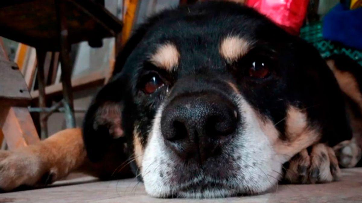 Adopción de perros. Crearon la primera plataforma de adopción de perros de la Argentina.