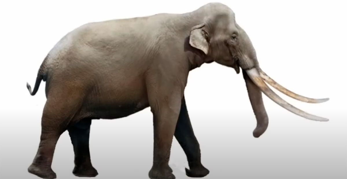 Descubren en la India el cráneo del mamífero más grande jamas conocido: tendría 400.000 años Descubren en la India el cráneo del mamífero más grande jamas conocido: tendría 400.000 años