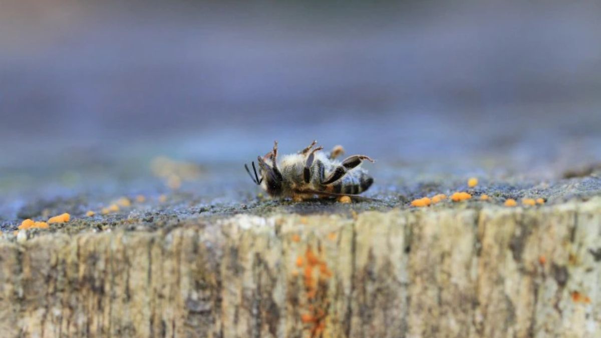 Foto: Pixabay Foto: Pixabay