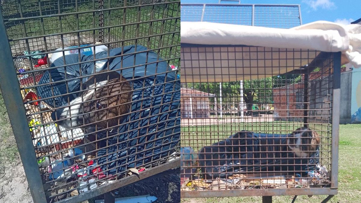 La triste historia de un perro en Santiago del Estero, que fue abandonado en un canasto de la basura y no murió de milagro.
