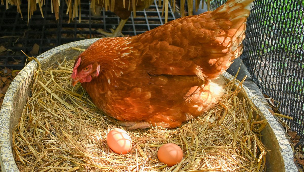 Encontrar dos yemas en un mismo huevo tiene que ver con el proceso de ovulaci&oacute;n de la gallina.