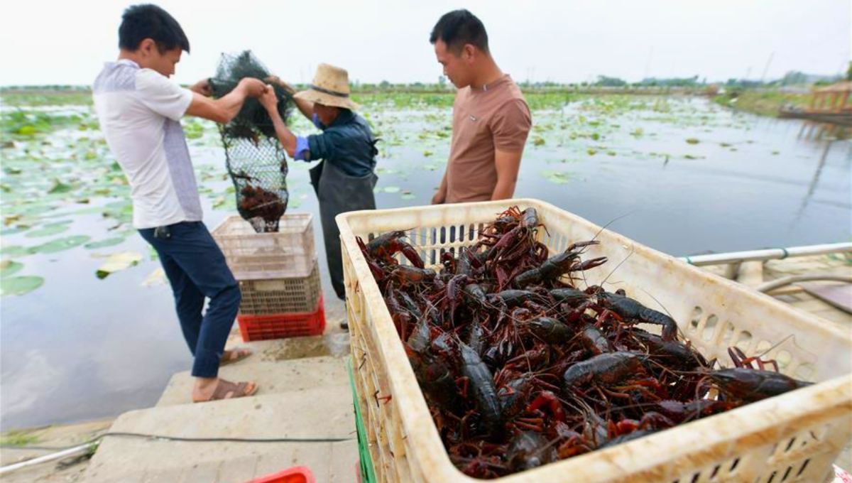 El cangrejo que Estados Unidos despreciaba y que China convirtió en un negocio millonario