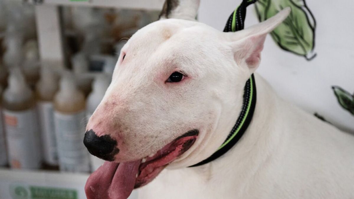 La pequeña estaba al cuidado de su abuela en su casa, en Perdriel, cuando fue atacada por el perro bull terrier La pequeña estaba al cuidado de su abuela en su casa, en Perdriel, cuando fue atacada por el perro bull terrier