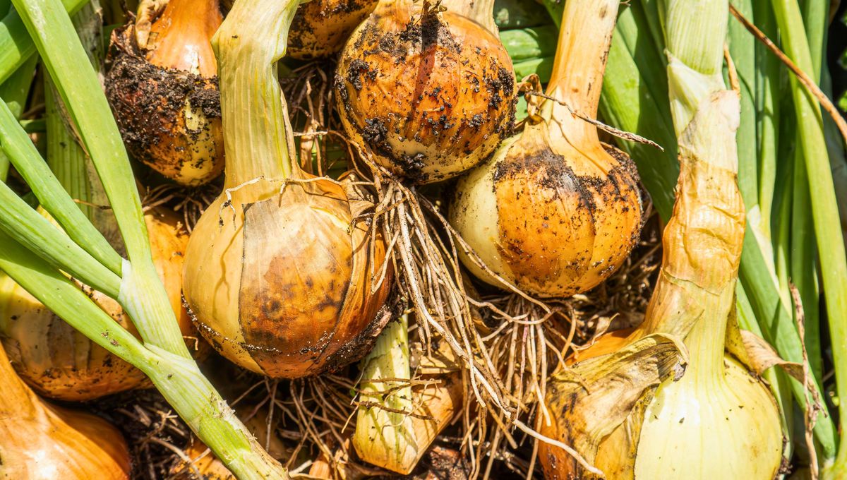 La cebolla es una hortaliza antigua, rica y muy versátil. La cebolla es una hortaliza antigua, rica y muy versátil. 