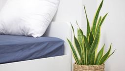 Estos son los beneficios de colocar arena en la sansevieria.&nbsp;