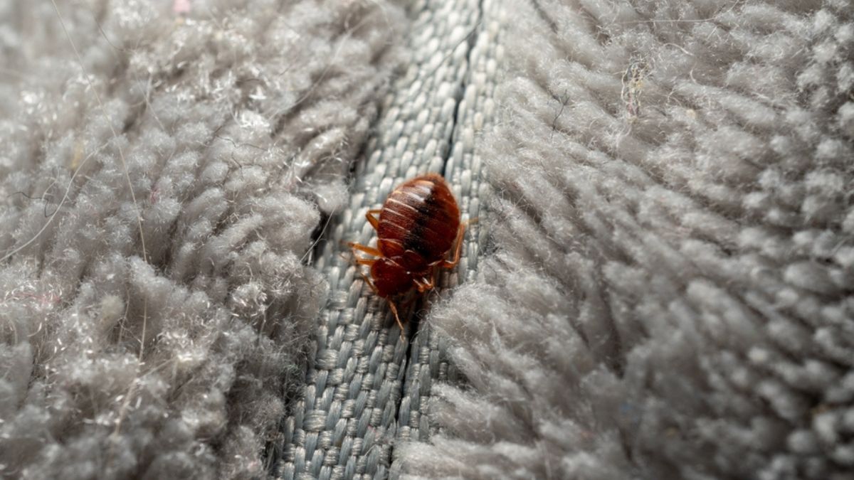 Cómo eliminar las chinches del colchón con un truco casero de 1 sólo ingrediente